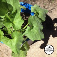 Example of wilted plant from Pickles Of Wisdom