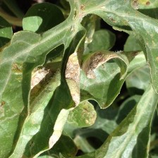 Watermelon leaves