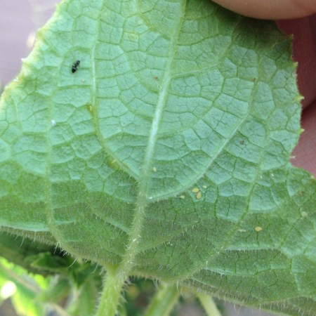 The Ant/Aphid Connection | Pickles Of Wisdom