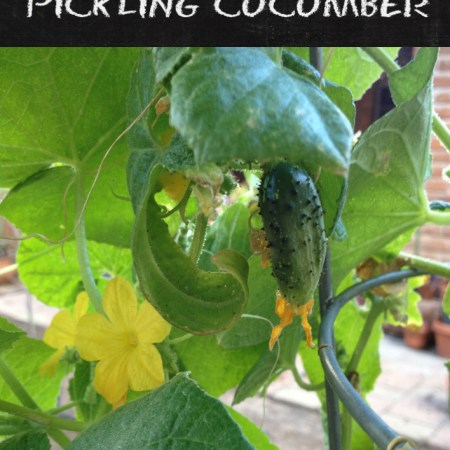 Grow Guide: Pickling Cucumber