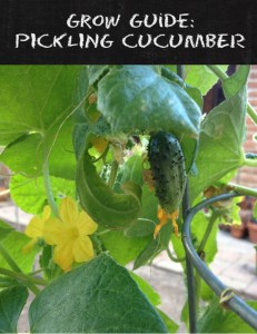 Everything you need to know about growing your very own pickling cucumbers!