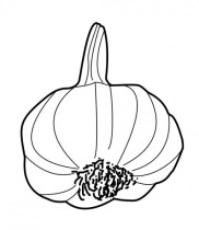 Garlic Drawing