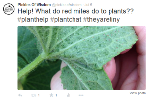 Twitter Post Pickles Of Wisdom