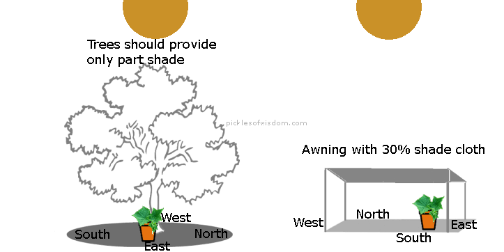 Protecting cucumber plants from heat stress in zone 9a