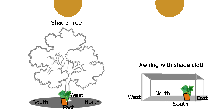 Protecting cucumber plants from heat stress in zone 9a