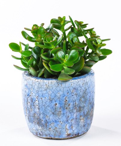 jade-plant-in-blue-pot