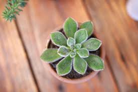 succulent-for-how-to-choose-a-plant