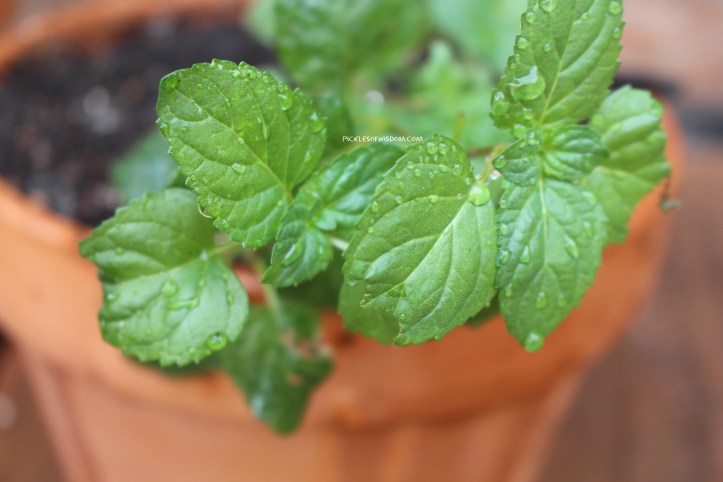 how to grow mint pickles of wisdom.JPG