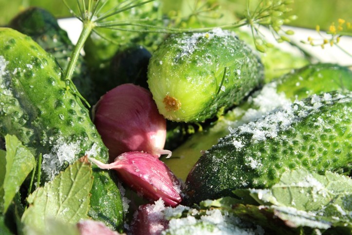 Garlic Salting Salt Harvesting Cucumbers Pickled