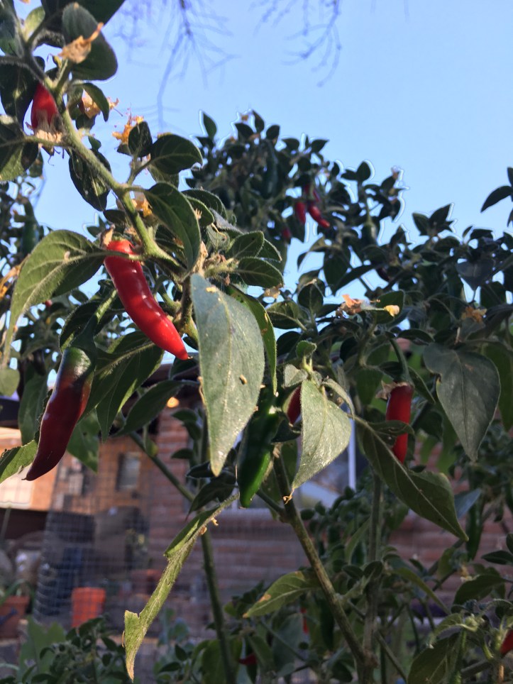 peppers on bush