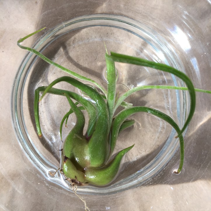 pickles of wisdom air plant tillandsia how to care for airplants tillandsia AFTER