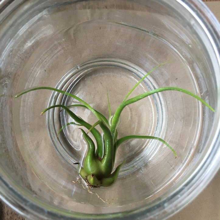pickles of wisdom air plant tillandsia how to care for airplants tillandsia BEFORE