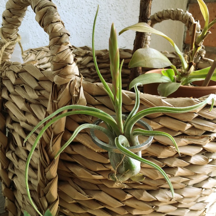 pickles of wisdom how to care for air plant woven basket tillandsia tilly