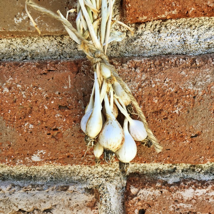 how to grow garlic from the tiny cloves in the middle of the garlic bulb